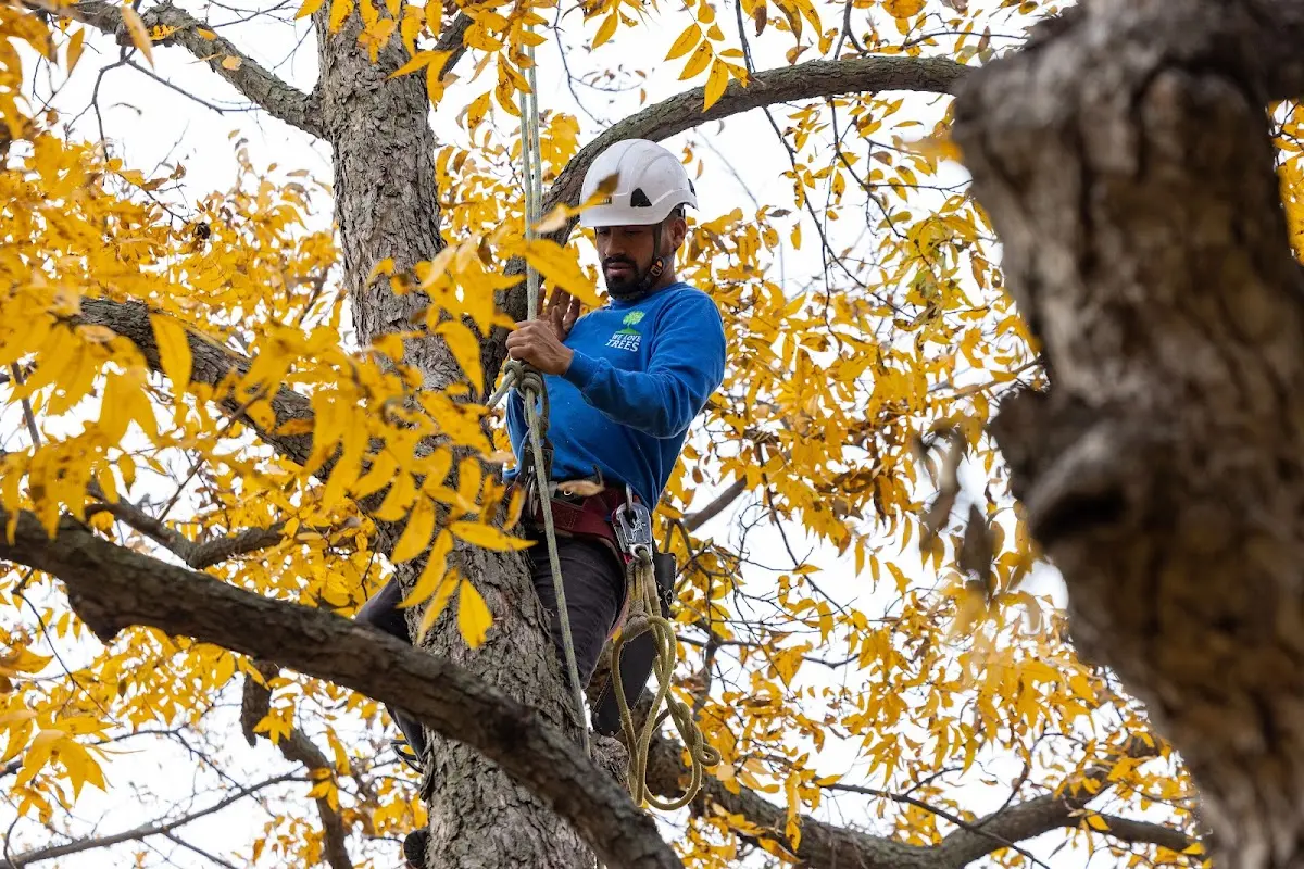 Skilled Tree Pruning crew working in Haverhill